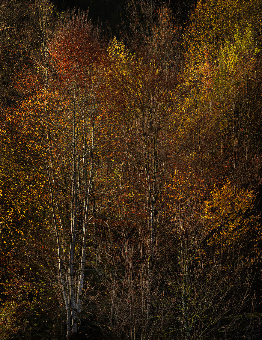 Colours of Autumn by Christoph Brown